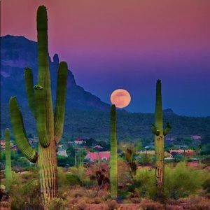 Meet your Posher, Dalley